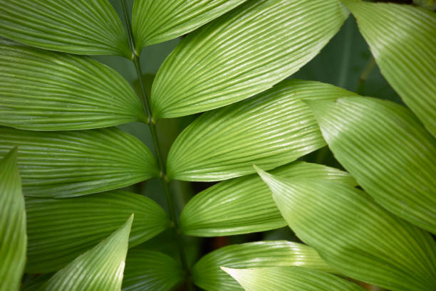 Zamia skinneri Zamia skinneri leaves close up skinneri stock pictures, royalty-free photos & images
