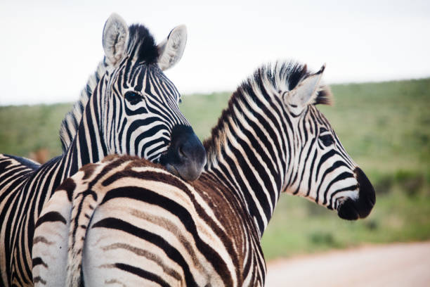 zebre nel parco nazionale sudafricano - addo elephant national park foto e immagini stock