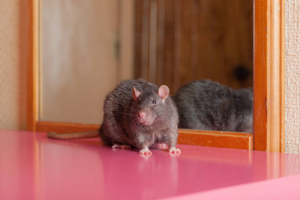 istock black domestic rat at the mirror 1088179492