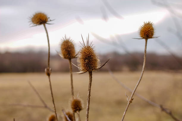 istock Dry plants in the nature 1088180182
