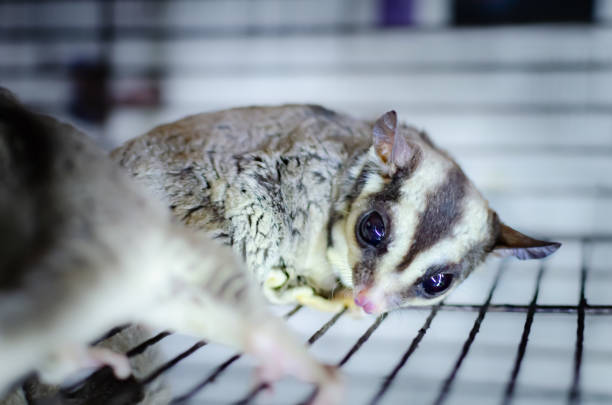 istock Gray sugar glider. Petaurus breviceps arboreal gliding possum. Exotic animals in the human environment. 1088182004