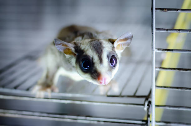 Gray sugar glider. Petaurus breviceps arboreal gliding possum. Exotic animals in the human environment.