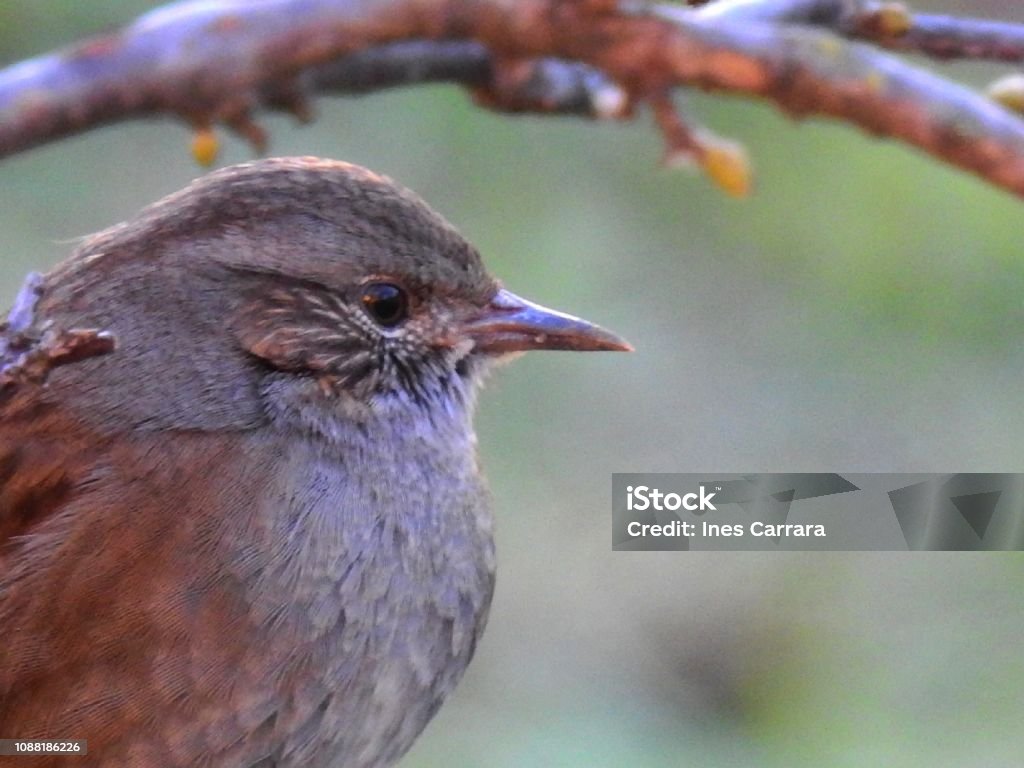 Dunnock - Foto de stock de Alemanha royalty-free