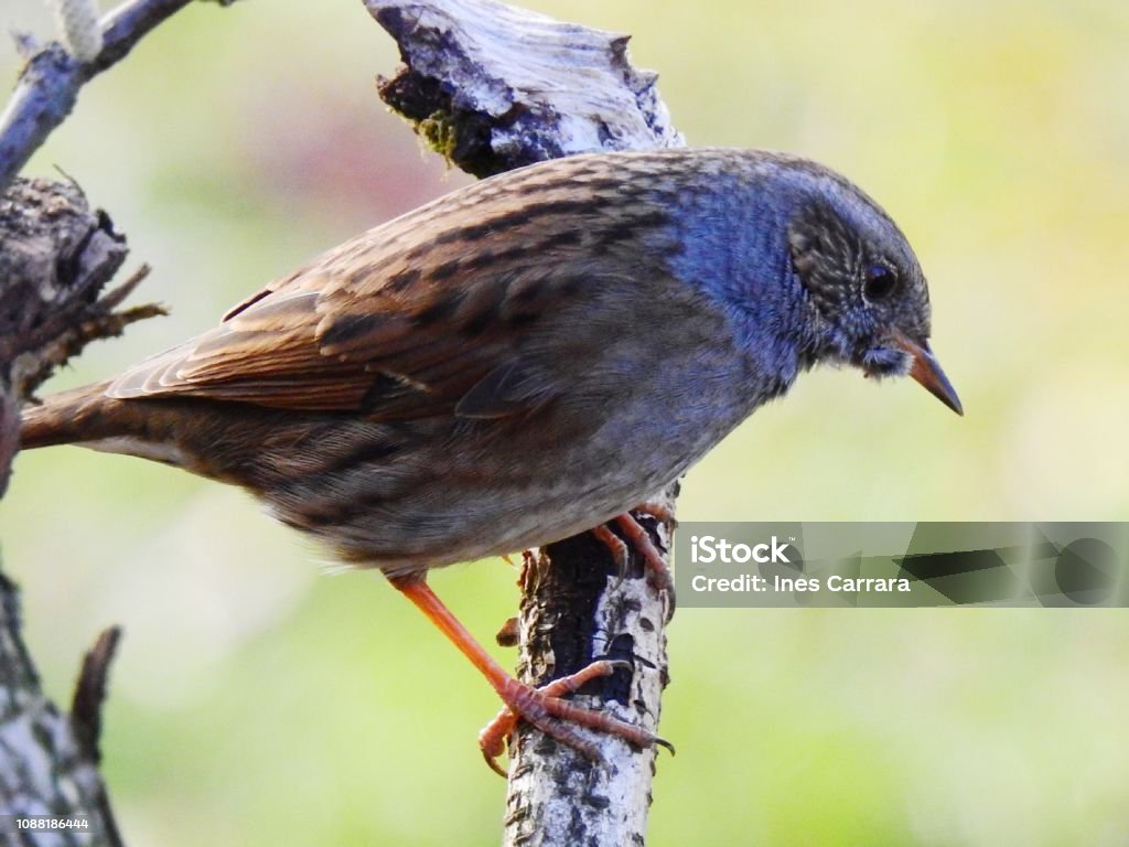 Dunnock - Foto de stock de Alemanha royalty-free