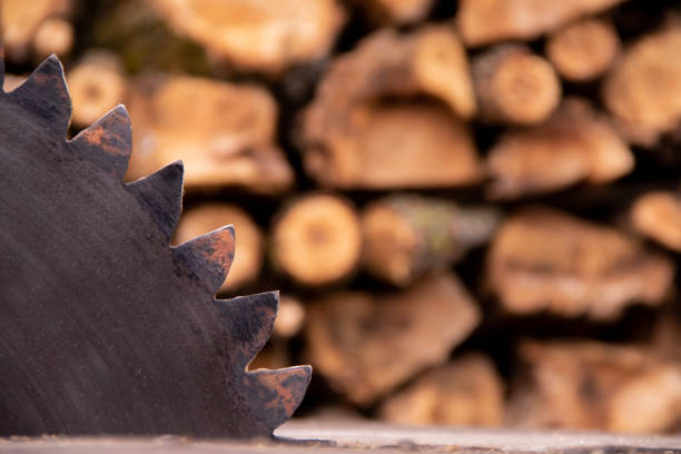 The circular saw and harvest firewood for the winter on background