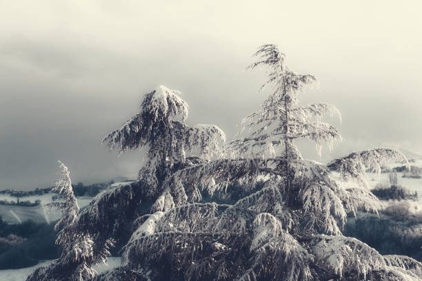 Natural winter landscape, snow covered fir trees