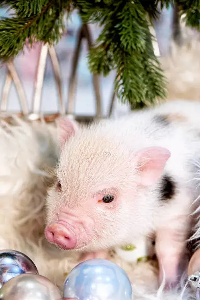 Little dwarf pig, minipig. Symbol of the new 2019. A pet. Light color with spots.