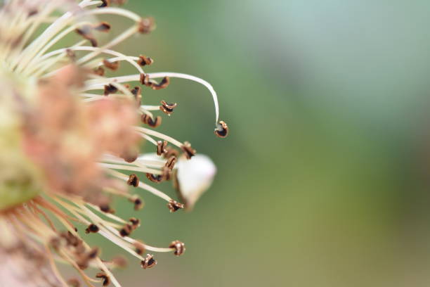 istock A close-up of a flower 1088189560