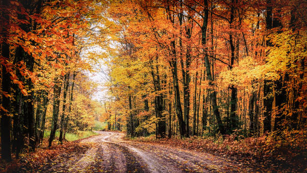 Forest Drive in Autumn. The Covered Road in Michigan's Houghton County. A winding country road through a forest of spectacular fall colors. This tranquil woodland drive goes through a tunnel of trees along the scenic Covered Road of Michigan's Houghton County in the state's Upper Peninsula. Autumn background with copy space. michigan stock pictures, royalty-free photos & images
