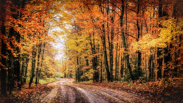 A winding country road through a forest of spectacular fall colors. This tranquil woodland drive goes through a tunnel of trees along the scenic Covered Road of Michigan's Houghton County in the state's Upper Peninsula. Autumn background with copy space.