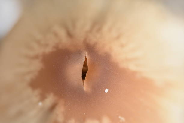 istock Close-up of a mushroom 1088191046