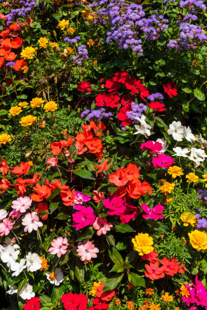 Colorful flowers background in Switzerland.
