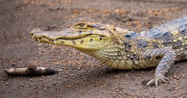 Spectacled Caiman (Caiman crocodilus), Tortuguero National Park, Costa Rica