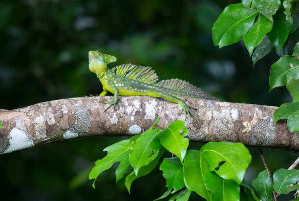istock Plumed Basilisk Lizard Basking in the Costa Rica Rainforest 1088192582