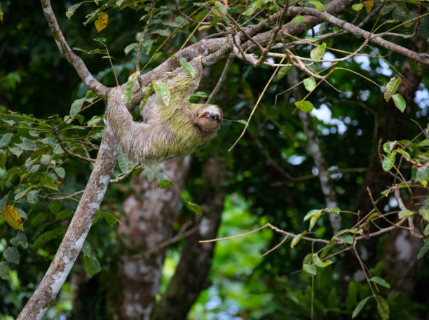 istock Brown-Throated Three-Toed Sloth, Costa Rica 1088192636