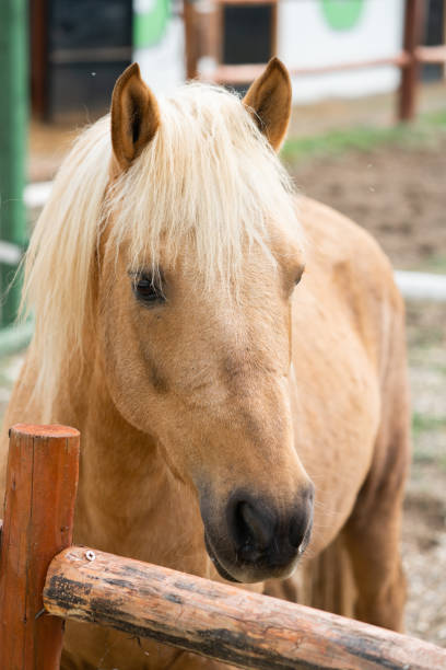 istock yellow horse on the farm 1088194752