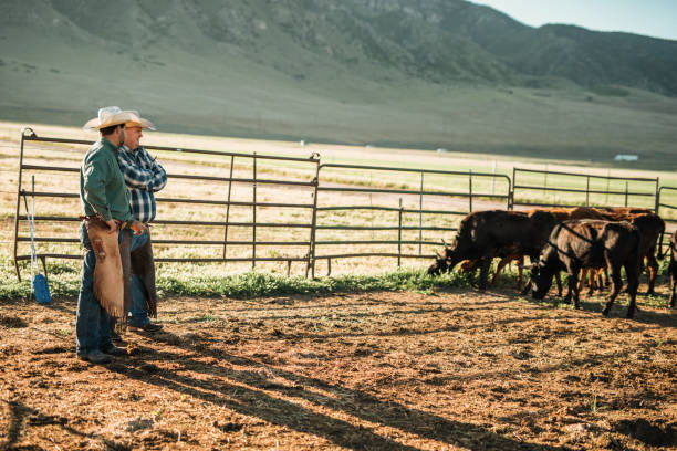 istock Cowboys lassoing calf on ranch 1088198832