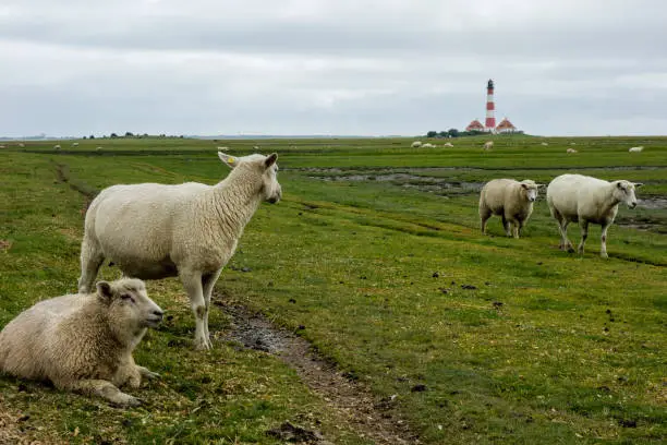 Sheep at the Westerhever Lighthouse in Schleswig-Holstein, Germany