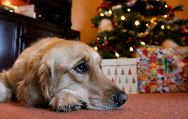istock Sad dog at Christmas 1088202786