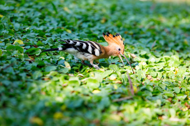 Hoopoe sits on a birch tree.