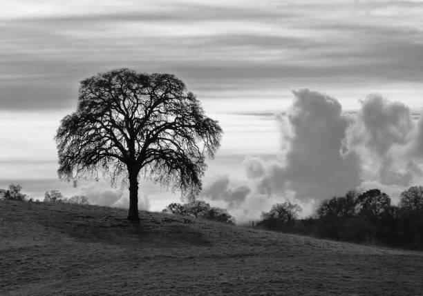 Free Stock Photo of Clouds and Trees in Black and White | Download Free ...