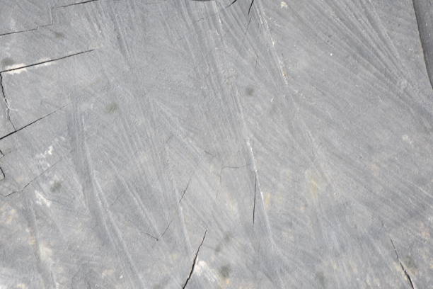 istock Background of black tree trunk 1088215180