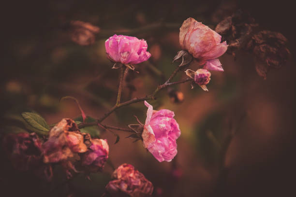 a beautiful pink flowering in the winter with a delicate solar light