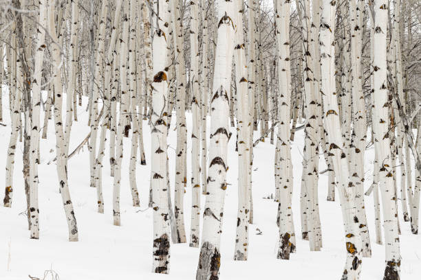 viele aspen bäume mit weißen rinde und schnee im winter natur wald - wäldchen stock-fotos und bilder
