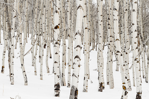 Many Aspen trees with white bark and snow in the winter nature forest