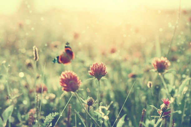 Summer background with butterfly on clover flower