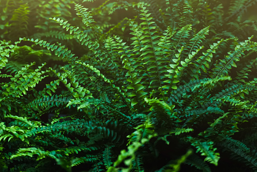 FERN - Spring green in the forest floor. Scenic background for the design of fern thickets. Selective focus.