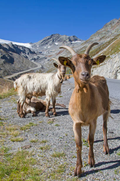 Goat herd in he Oetz valley Goat herd spends the summer on the high alpine meadows of the Oetz valley rettenbach glacier stock pictures, royalty-free photos & images
