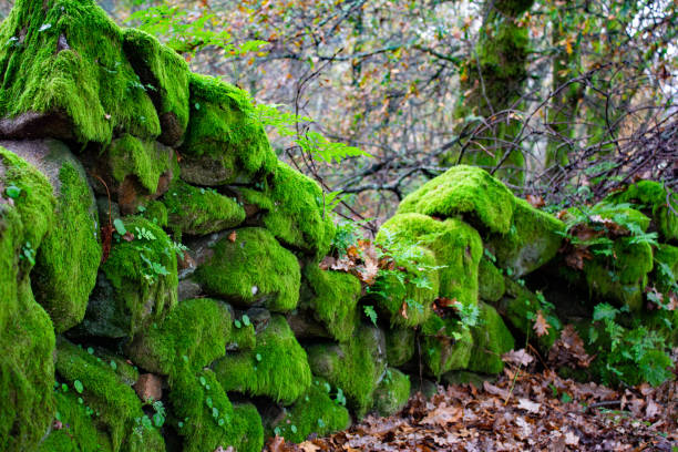 istock green wall in the country side 1088220972