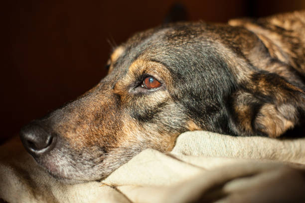 istock Pretty sad dog with sad eyes 1088224904