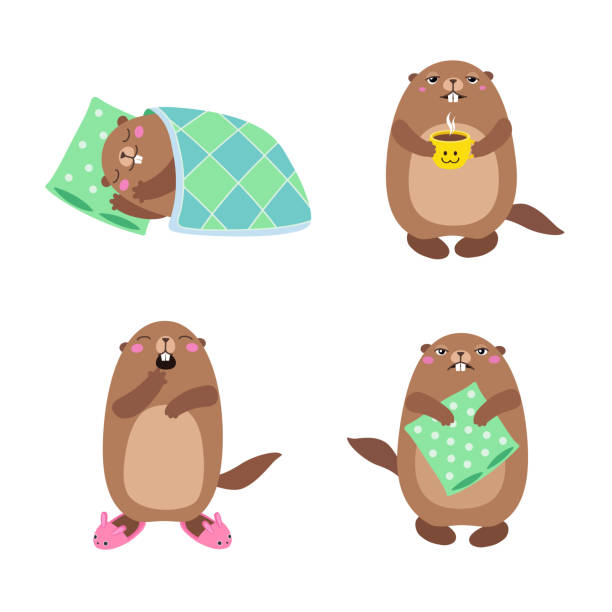 ilustraciones, imágenes clip art, dibujos animados e iconos de stock de conjunto de marmota para dormir y despertar. plano - groundhog