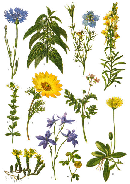 лекарственные и травяные растения - succulent plant sedum temperate flower perennial stock illustrations