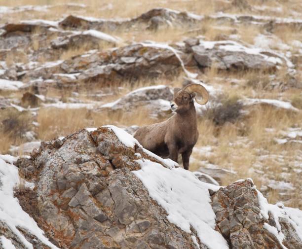 冬のワイオミング州の山のビッグホーン ram - bighorn sheep ram sheep winter ストックフォトと画像