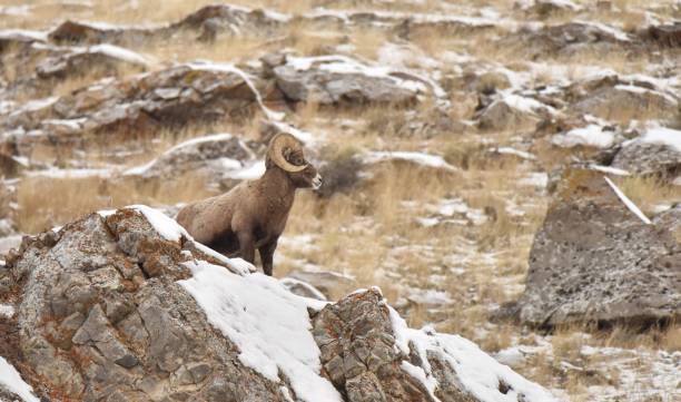 冬 2 ワイオミングの山のビッグホーン ram - bighorn sheep ram sheep winter ストックフォトと画像