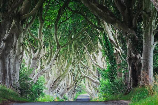 the dark hedges, hrabstwo antrim - irlandia - country road tunnel tree road zdjęcia i obrazy z banku zdjęć