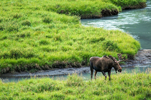 Young male moose crossing a creek in a meadow in upper Kananaskis Country, Alberta, Canada