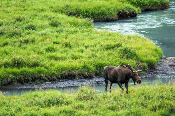 moose crossing - moose alberta canada wildlife imagens e fotografias de stock