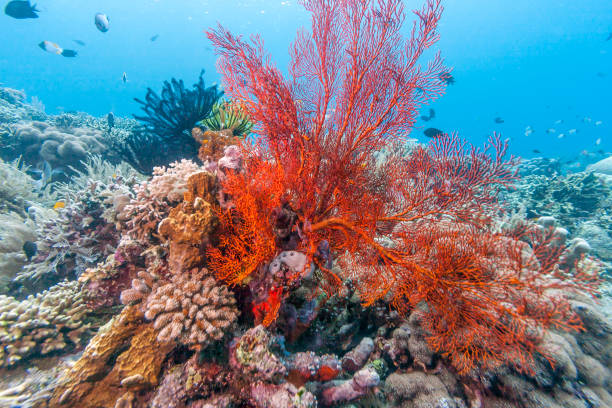 istock Coral garden in Caribbean 1088239758