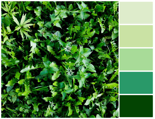 istock Green color palette. 1088239852