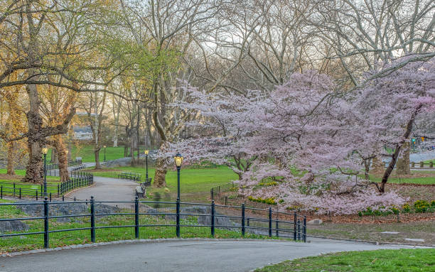 istock Central Park, New York City in spring 1088240060