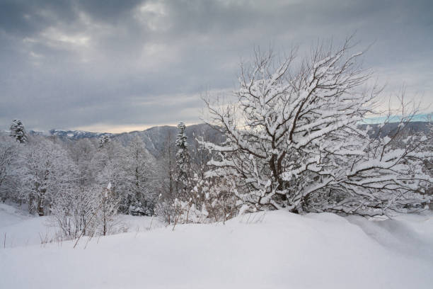 istock Mountain winter, Christmas pine trees 1088240312