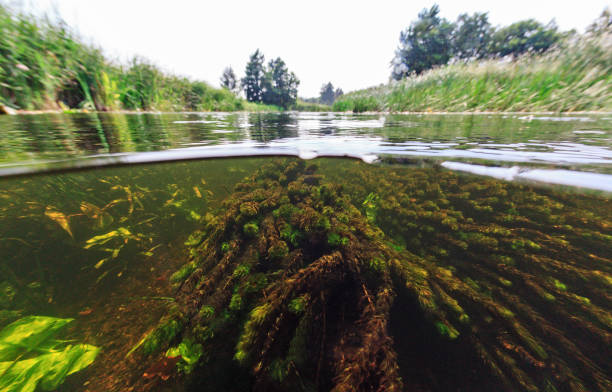 istock Fresh water, rivers and lakes. Underwater. 1088241616