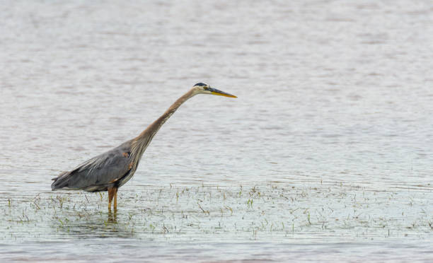 istock Great Blue Heron (Ardea herodias) fishing in a bay. 1088244058