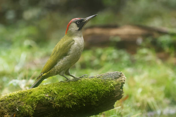 kuvapankkikuvat ja rojaltivapaat kuvat aiheesta naaras vihreä tikka (picus viridis) - european green woodpecker