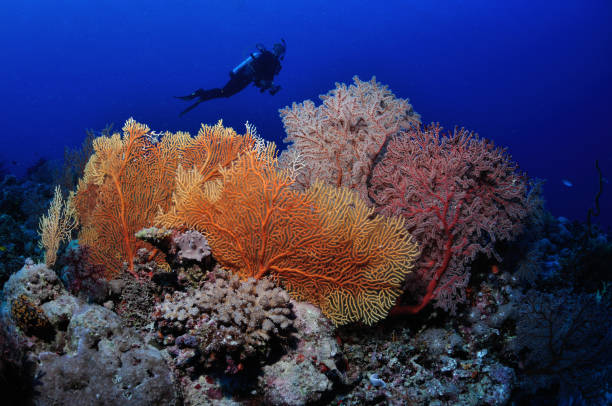 Diver and gorgonians, Townsville, Great Barrier Reef, Australia stock photo
