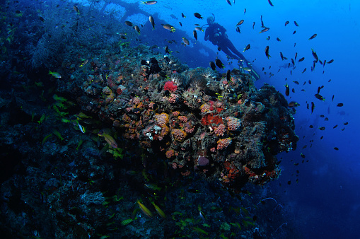 Diver exploring the historic SS Yongala shipwreck, Townsville, Great Barrier Reef, Queensland, Australia, Coral Sea, South Pacific Ocean